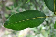 <strong>Putranjivaceae - Drypetes caustica - (Frapp. ex Cordem.) Airy Shaw</strong><br />© Sarrailh Jean-Michel / CIRAD