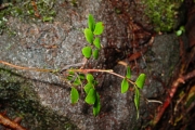 <strong>Sapindaceae - Doratoxylon apetalum - (Poir.) Radlk.</strong><br />© Sarrailh Jean-Michel / CIRAD