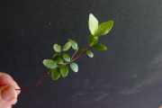 <strong>Sapindaceae - Doratoxylon apetalum - (Poir.) Radlk.</strong><br />© Sarrailh Jean-Michel / CIRAD