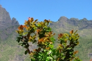 <strong>Sapindaceae - Doratoxylon apetalum - (Poir.) Radlk.</strong><br />© Baret Stéphane