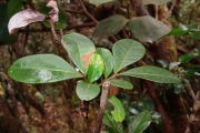 <strong>Sapindaceae - Doratoxylon apetalum - (Poir.) Radlk.</strong><br />© Sarrailh Jean-Michel / CIRAD