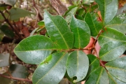<strong>Sapindaceae - Doratoxylon apetalum - (Poir.) Radlk.</strong><br />© Sarrailh Jean-Michel / CIRAD