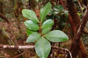 <strong>Sapindaceae - Doratoxylon apetalum - (Poir.) Radlk.</strong><br />© Sarrailh Jean-Michel / CIRAD