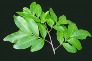 <strong>Sapindaceae - Doratoxylon apetalum - (Poir.) Radlk.</strong><br />© Sarrailh Jean-Michel / CIRAD