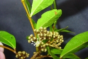 <strong>Sapindaceae - Doratoxylon apetalum - (Poir.) Radlk.</strong><br />© Sarrailh Jean-Michel / CIRAD