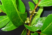 <strong>Sapindaceae - Doratoxylon apetalum - (Poir.) Radlk.</strong><br />© Sarrailh Jean-Michel / CIRAD