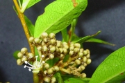<strong>Sapindaceae - Doratoxylon apetalum - (Poir.) Radlk.</strong><br />© Sarrailh Jean-Michel / CIRAD