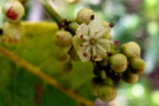 <strong>Sapindaceae - Doratoxylon apetalum - (Poir.) Radlk.</strong><br />© Sarrailh Jean-Michel / CIRAD