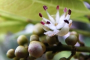 <strong>Sapindaceae - Doratoxylon apetalum - (Poir.) Radlk.</strong><br />© Métro Patrick