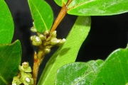 <strong>Sapindaceae - Doratoxylon apetalum - (Poir.) Radlk.</strong><br />© Sarrailh Jean-Michel / CIRAD