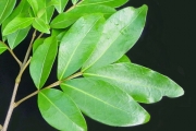 <strong>Sapindaceae - Doratoxylon apetalum - (Poir.) Radlk.</strong><br />© Sarrailh Jean-Michel / CIRAD