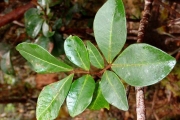 <strong>Sapindaceae - Doratoxylon apetalum - (Poir.) Radlk.</strong><br />© Sarrailh Jean-Michel / CIRAD