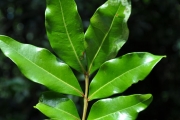 <strong>Sapindaceae - Doratoxylon apetalum - (Poir.) Radlk.</strong><br />© Sarrailh Jean-Michel / CIRAD