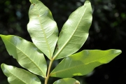 <strong>Sapindaceae - Doratoxylon apetalum - (Poir.) Radlk.</strong><br />© Sarrailh Jean-Michel / CIRAD