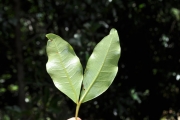<strong>Sapindaceae - Doratoxylon apetalum - (Poir.) Radlk.</strong><br />© Sarrailh Jean-Michel / CIRAD