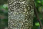 <strong>Sapindaceae - Doratoxylon apetalum - (Poir.) Radlk.</strong><br />© Sarrailh Jean-Michel / CIRAD