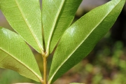 <strong>Sapindaceae - Doratoxylon apetalum - (Poir.) Radlk.</strong><br />© Sarrailh Jean-Michel / CIRAD