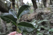 <strong>Sapindaceae - Doratoxylon apetalum - (Poir.) Radlk.</strong><br />© Sarrailh Jean-Michel / CIRAD