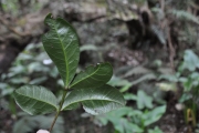 <strong>Sapindaceae - Doratoxylon apetalum - (Poir.) Radlk.</strong><br />© Sarrailh Jean-Michel / CIRAD