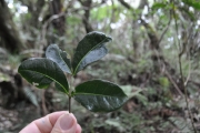 <strong>Sapindaceae - Doratoxylon apetalum - (Poir.) Radlk.</strong><br />© Sarrailh Jean-Michel / CIRAD