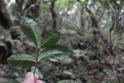 <strong>Sapindaceae - Doratoxylon apetalum - (Poir.) Radlk.</strong><br />© Sarrailh Jean-Michel / CIRAD