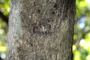 <strong>Sapindaceae - Doratoxylon apetalum - (Poir.) Radlk.</strong><br />© Sarrailh Jean-Michel / CIRAD