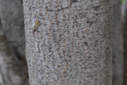 <strong>Sapindaceae - Doratoxylon apetalum - (Poir.) Radlk.</strong><br />© Sarrailh Jean-Michel / CIRAD
