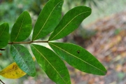 <strong>Sapindaceae - Doratoxylon apetalum - (Poir.) Radlk.</strong><br />© Sarrailh Jean-Michel / CIRAD