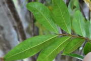 <strong>Sapindaceae - Doratoxylon apetalum - (Poir.) Radlk.</strong><br />© Sarrailh Jean-Michel / CIRAD