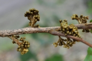 <strong>Sapindaceae - Doratoxylon apetalum - (Poir.) Radlk.</strong><br />© Sarrailh Jean-Michel / CIRAD