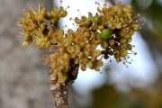 <strong>Sapindaceae - Doratoxylon apetalum - (Poir.) Radlk.</strong><br />© Sarrailh Jean-Michel / CIRAD
