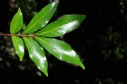 <strong>Sapindaceae - Doratoxylon apetalum - (Poir.) Radlk.</strong><br />© Sarrailh Jean-Michel / CIRAD