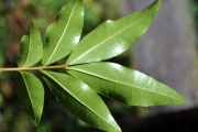 <strong>Sapindaceae - Doratoxylon apetalum - (Poir.) Radlk.</strong><br />© Sarrailh Jean-Michel / CIRAD