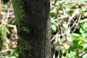 <strong>Sapindaceae - Doratoxylon apetalum - (Poir.) Radlk.</strong><br />© Sarrailh Jean-Michel / CIRAD