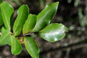 <strong>Sapindaceae - Doratoxylon apetalum - (Poir.) Radlk.</strong><br />© Sarrailh Jean-Michel / CIRAD