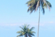 <strong>Arecaceae - Dictyosperma album - (Bory) H.Wendl. & Drude ex Scheff.</strong><br />© Sarrailh Jean-Michel / CIRAD