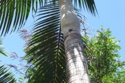 <strong>Arecaceae - Dictyosperma album - (Bory) H.Wendl. & Drude ex Scheff.</strong><br />© Sarrailh Jean-Michel / CIRAD