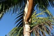 <strong>Arecaceae - Dictyosperma album - (Bory) H.Wendl. & Drude ex Scheff.</strong><br />© Sarrailh Jean-Michel / CIRAD
