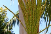 <strong>Arecaceae - Dictyosperma album - (Bory) H.Wendl. & Drude ex Scheff.</strong><br />© Sarrailh Jean-Michel / CIRAD