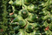 <strong>Arecaceae - Dictyosperma album - (Bory) H.Wendl. & Drude ex Scheff.</strong><br />© Baret Stéphane
