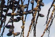 <strong>Arecaceae - Dictyosperma album - (Bory) H.Wendl. & Drude ex Scheff.</strong><br />© Sarrailh Jean-Michel / CIRAD