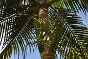 <strong>Arecaceae - Dictyosperma album - (Bory) H.Wendl. & Drude ex Scheff.</strong><br />© Sarrailh Jean-Michel / CIRAD