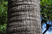 <strong>Arecaceae - Dictyosperma album - (Bory) H.Wendl. & Drude ex Scheff.</strong><br />© Sarrailh Jean-Michel / CIRAD