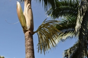 <strong>Arecaceae - Dictyosperma album - (Bory) H.Wendl. & Drude ex Scheff.</strong><br />© Sarrailh Jean-Michel / CIRAD
