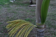 <strong>Arecaceae - Dictyosperma album - (Bory) H.Wendl. & Drude ex Scheff.</strong><br />© Sarrailh Jean-Michel / CIRAD