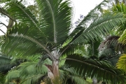 <strong>Arecaceae - Dictyosperma album - (Bory) H.Wendl. & Drude ex Scheff.</strong><br />© Sarrailh Jean-Michel / CIRAD