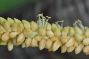 <strong>Arecaceae - Dictyosperma album - (Bory) H.Wendl. & Drude ex Scheff.</strong><br />© Sarrailh Jean-Michel / CIRAD