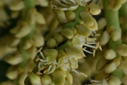<strong>Arecaceae - Dictyosperma album - (Bory) H.Wendl. & Drude ex Scheff.</strong><br />© Sarrailh Jean-Michel / CIRAD