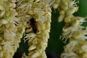 <strong>Arecaceae - Dictyosperma album - (Bory) H.Wendl. & Drude ex Scheff.</strong><br />© Sarrailh Jean-Michel / CIRAD