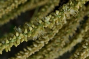 <strong>Arecaceae - Dictyosperma album - (Bory) H.Wendl. & Drude ex Scheff.</strong><br />© Sarrailh Jean-Michel / CIRAD